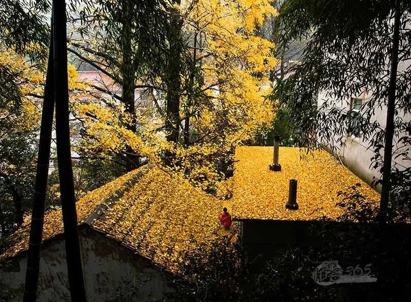 黃葉紛飛、夕陽晚照.jpg